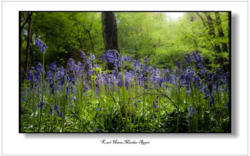 Blauer Blütentraum