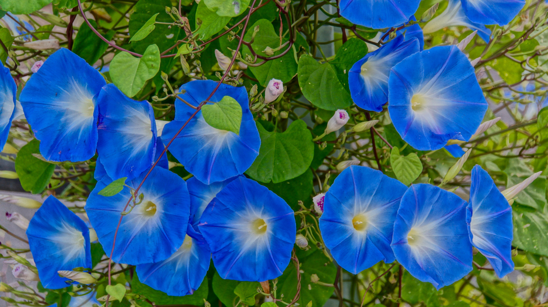 blauer Blütenzauber im Dezember 