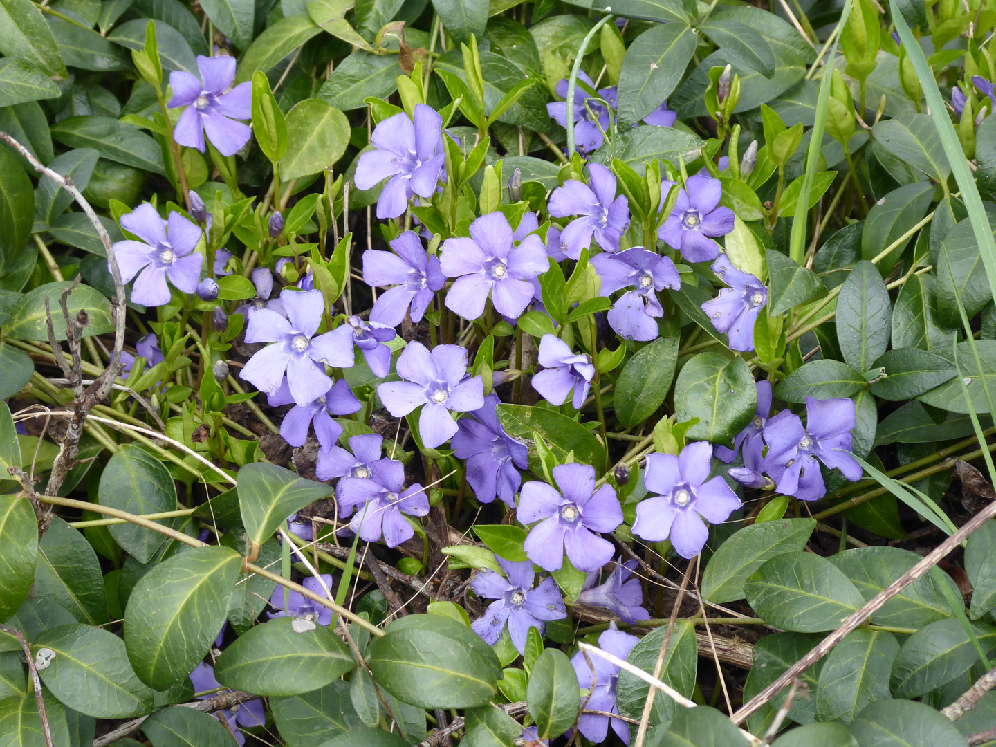 blauer Bodendecker