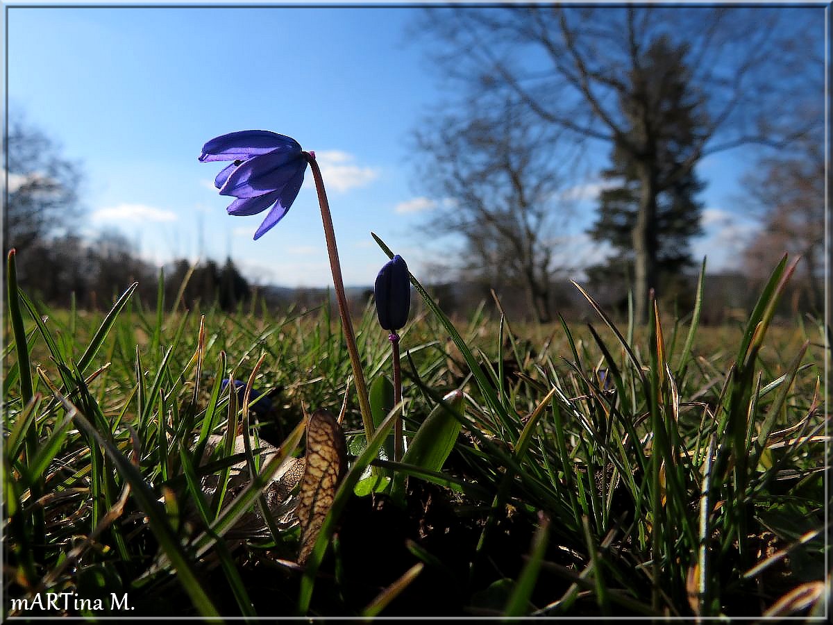 Blauer Botschafter (mit Gedicht)