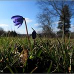 Blauer Botschafter (mit Gedicht)