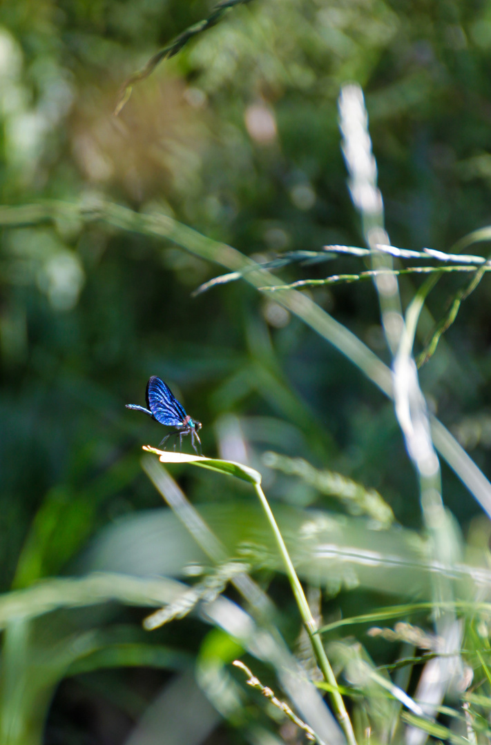 Blauer brummer