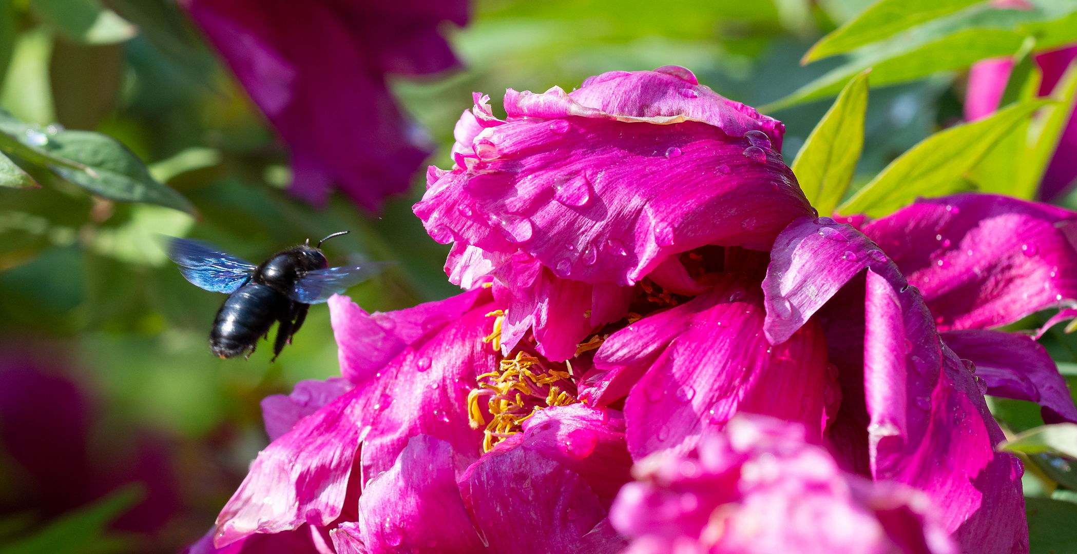 blauer Brummer an Pfingstrose