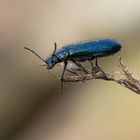 Blauer Buntkäfer (Korynetes caeruleus)