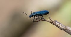 Blauer Buntkäfer (Korynetes caeruleus)