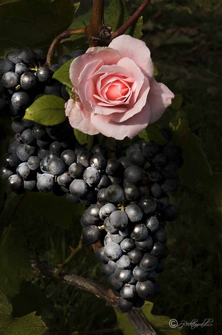 Blauer Burgunder mit Rose gegen die Reblaus