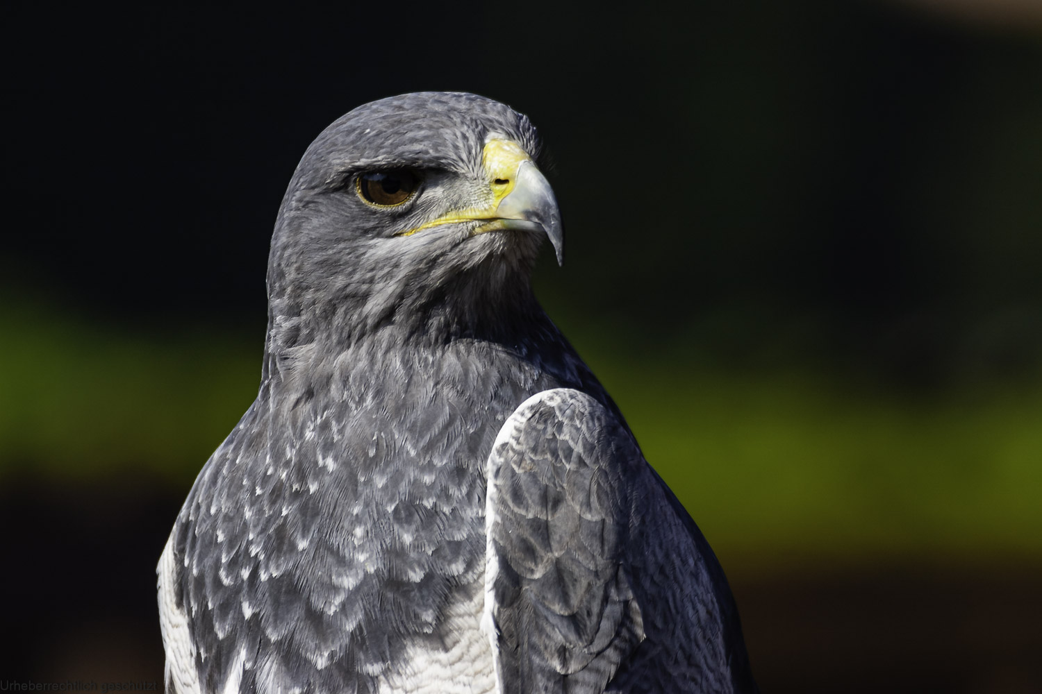 Blauer Bussard