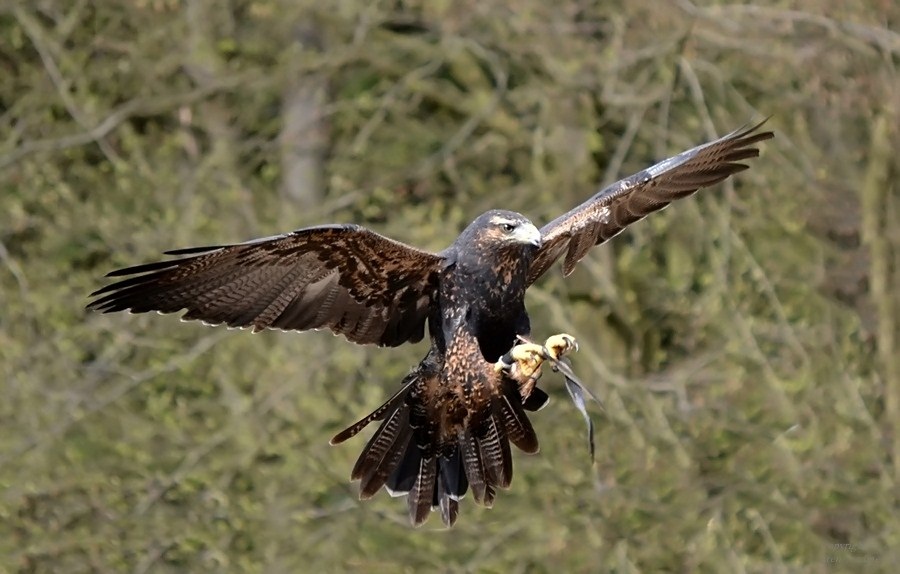 "Blauer" Bussard ... im Anflug :-)