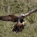 "Blauer" Bussard ... im Anflug :-)