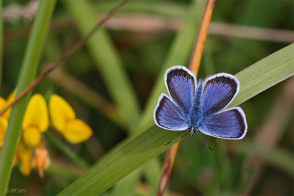 blauer Diamant