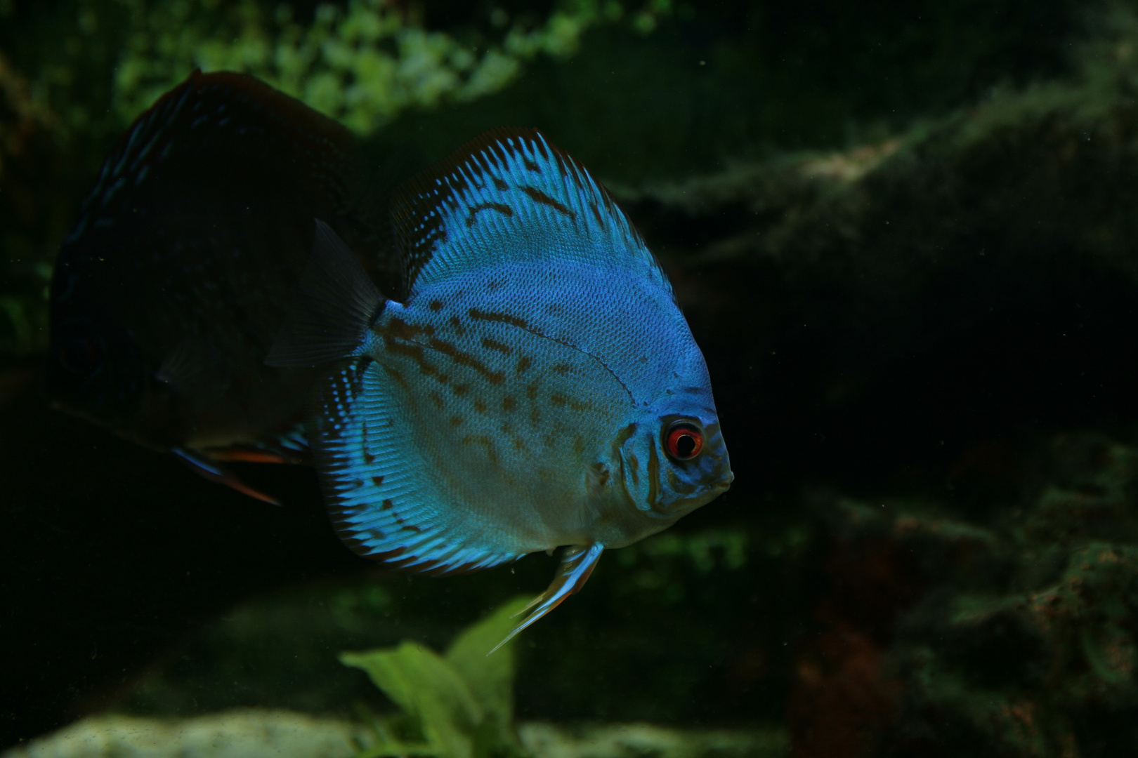 blauer Discus