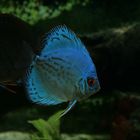 blauer Discus