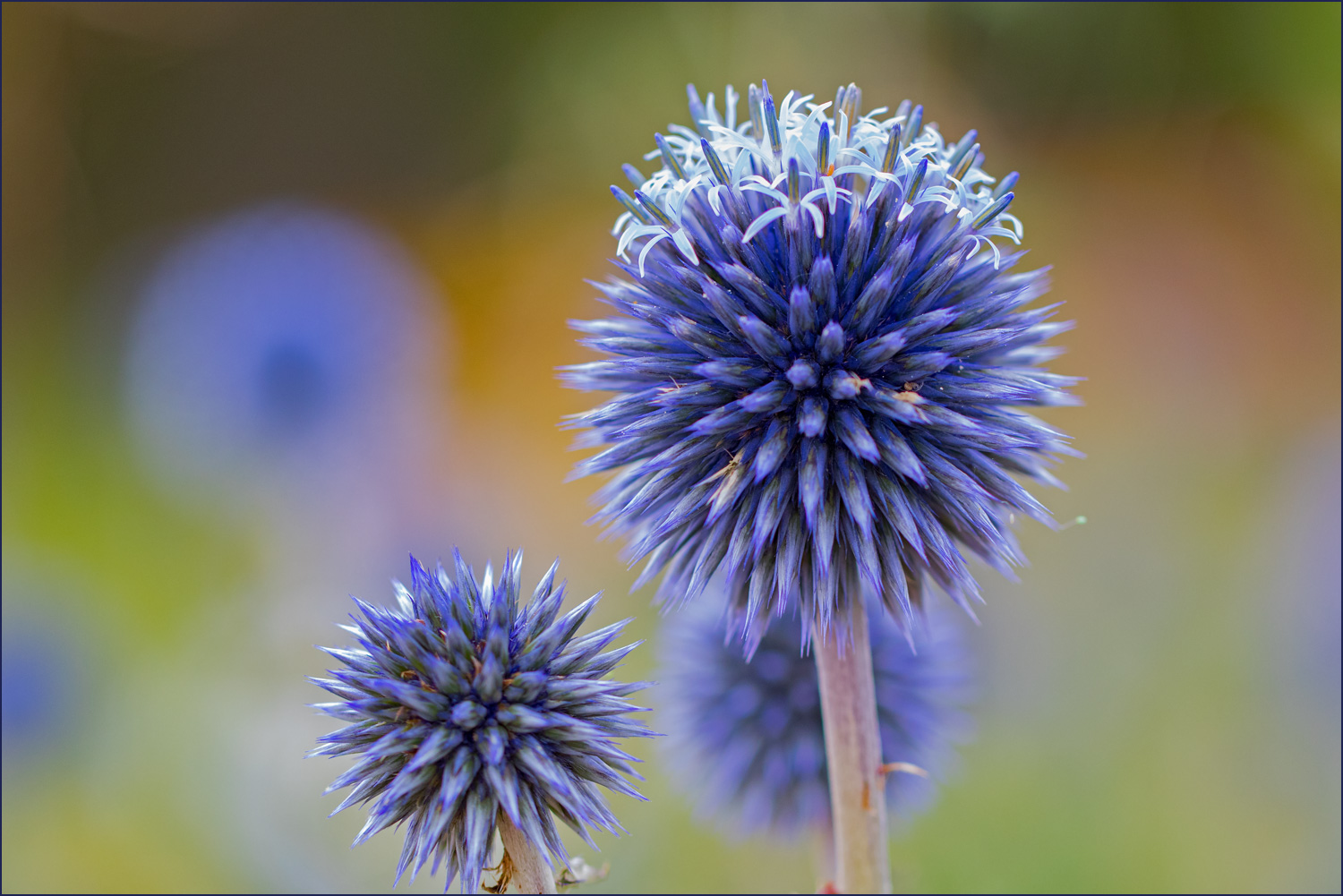 Blauer Donnerstag ...