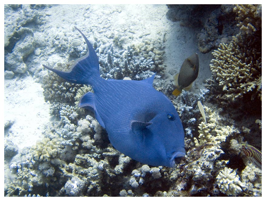 Blauer Drückerfisch