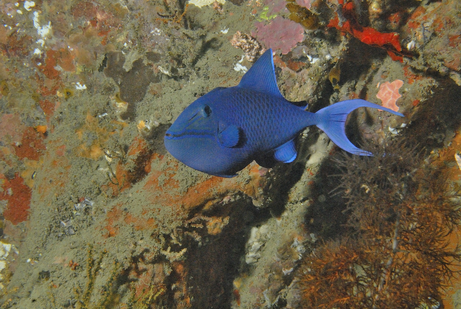 Blauer Drückerfisch