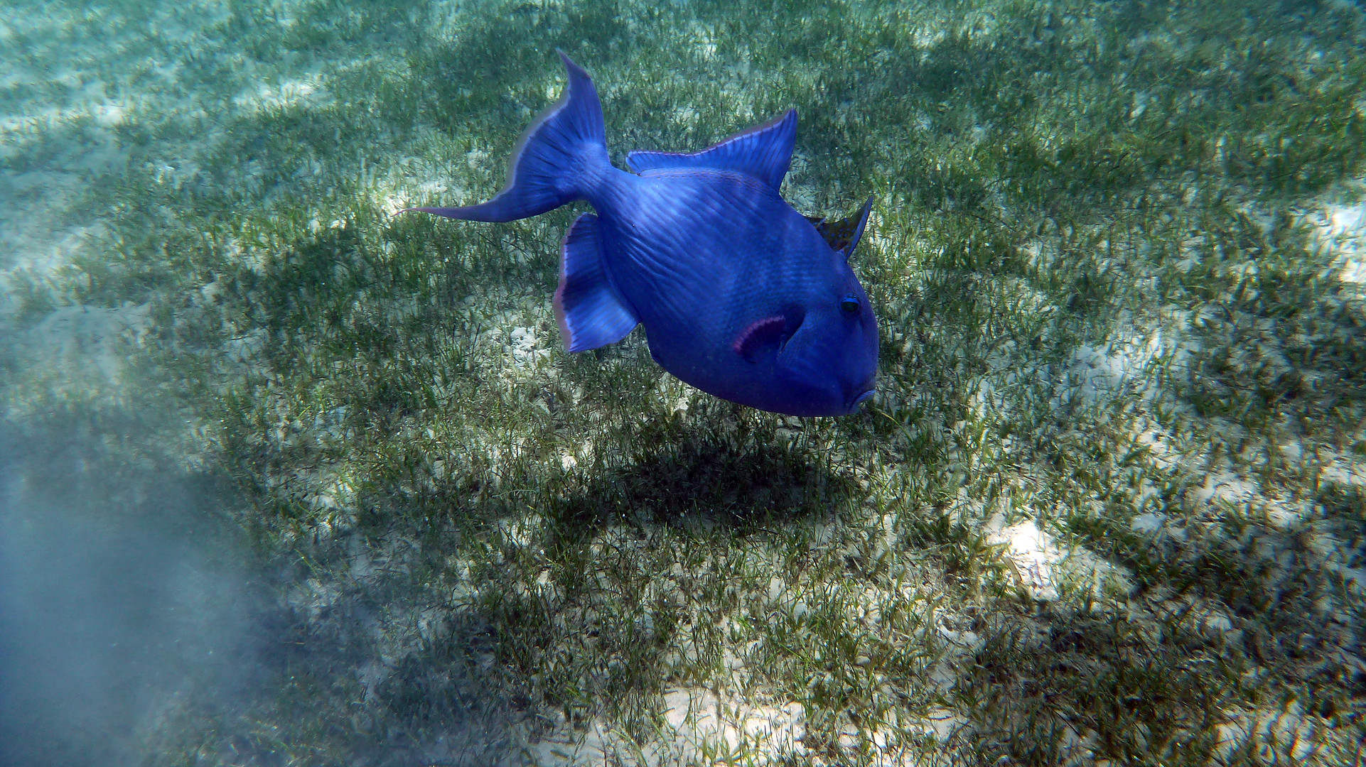 Blauer Drückerfisch