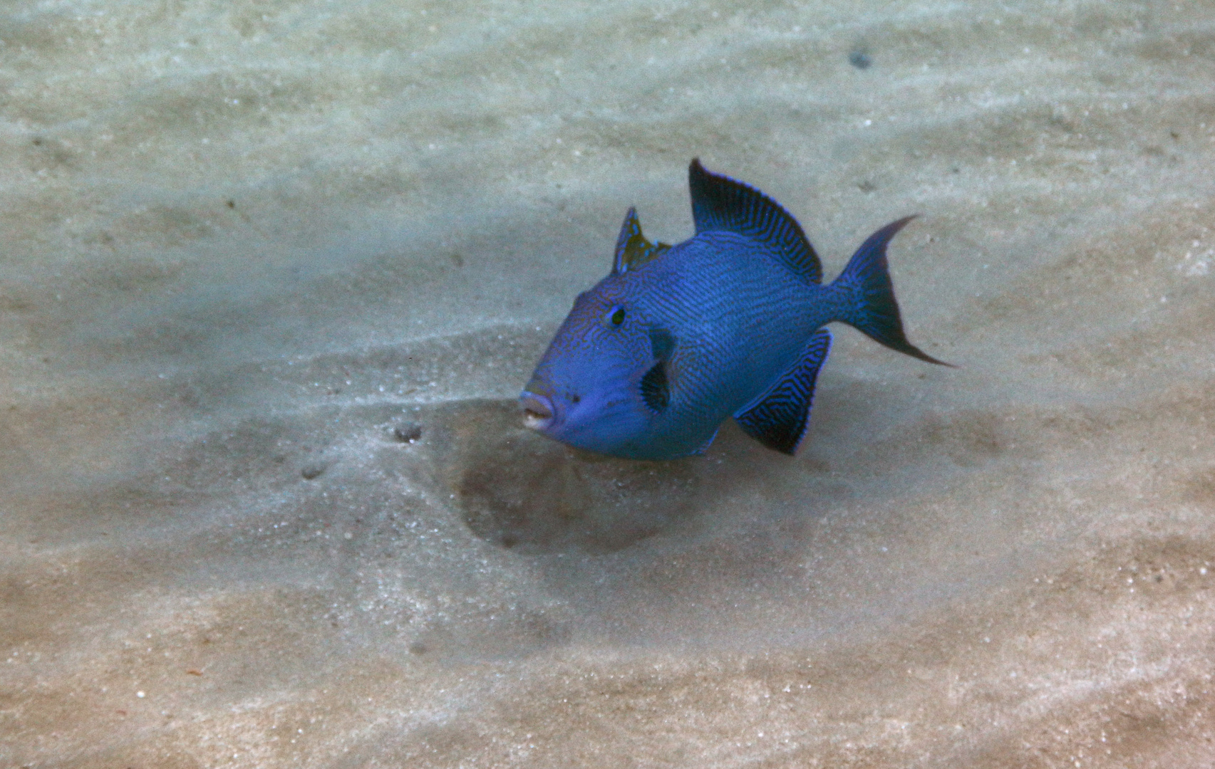 Blauer Drückerfisch in Hurghada