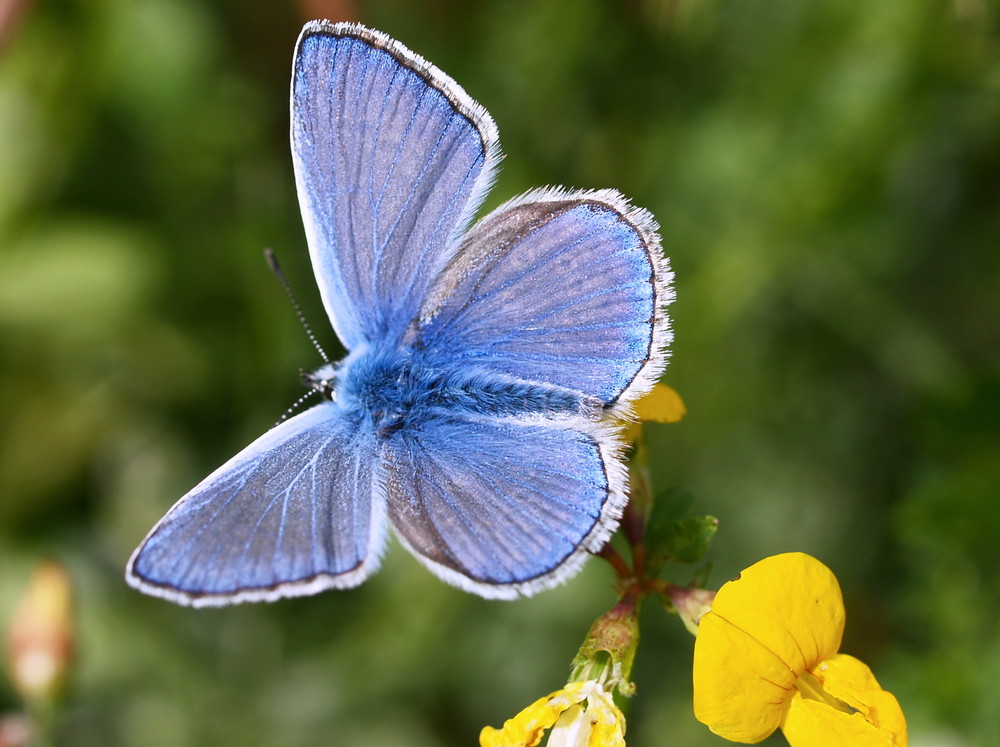 blauer Edelstein