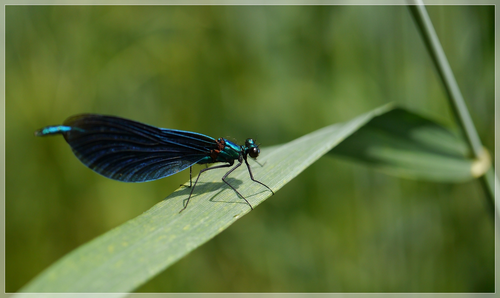 Blauer Edelstein