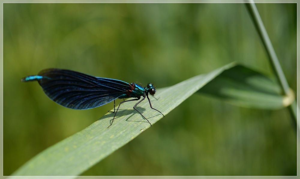 Blauer Edelstein