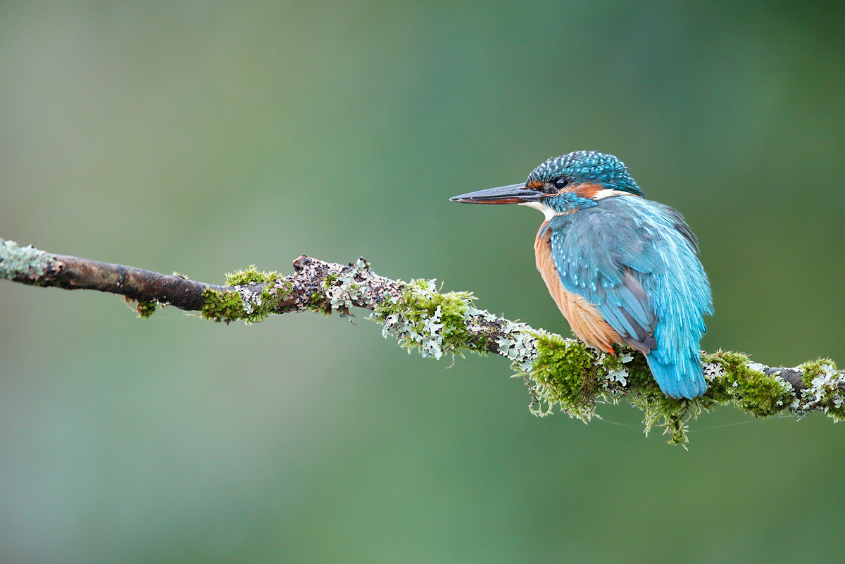 „Blauer Edelstein“