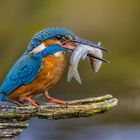 Blauer Edelstein - Eisvogel 