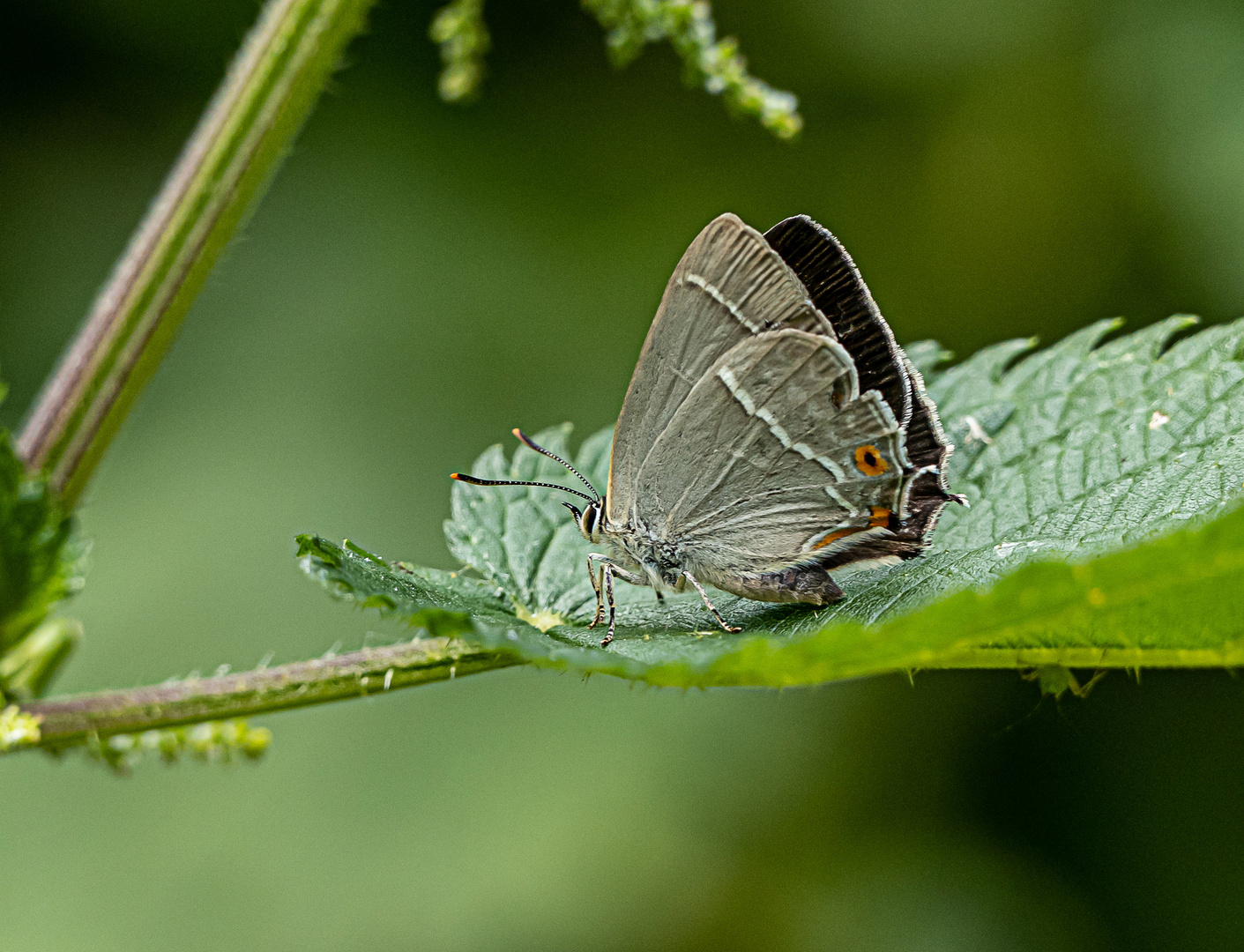 Blauer Eichen-Zipfelfalter