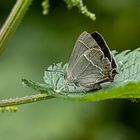 Blauer Eichen-Zipfelfalter