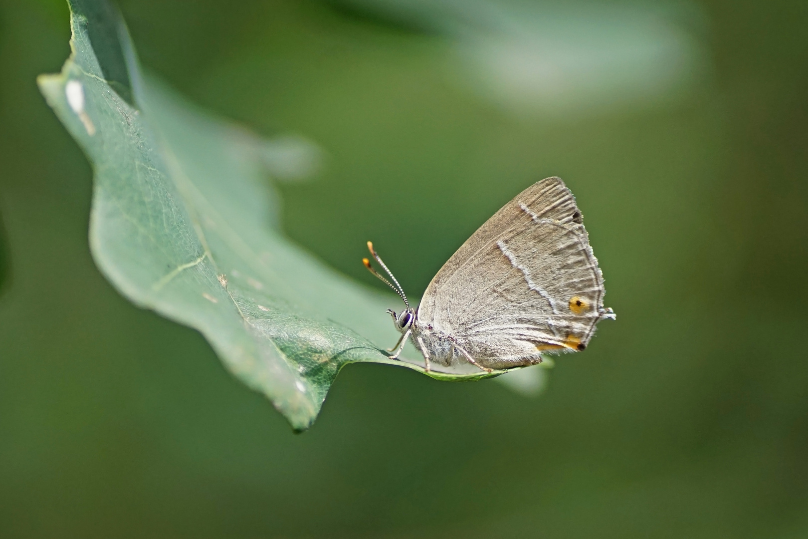 Blauer Eichen-Zipfelfalter (Favonius quercus)
