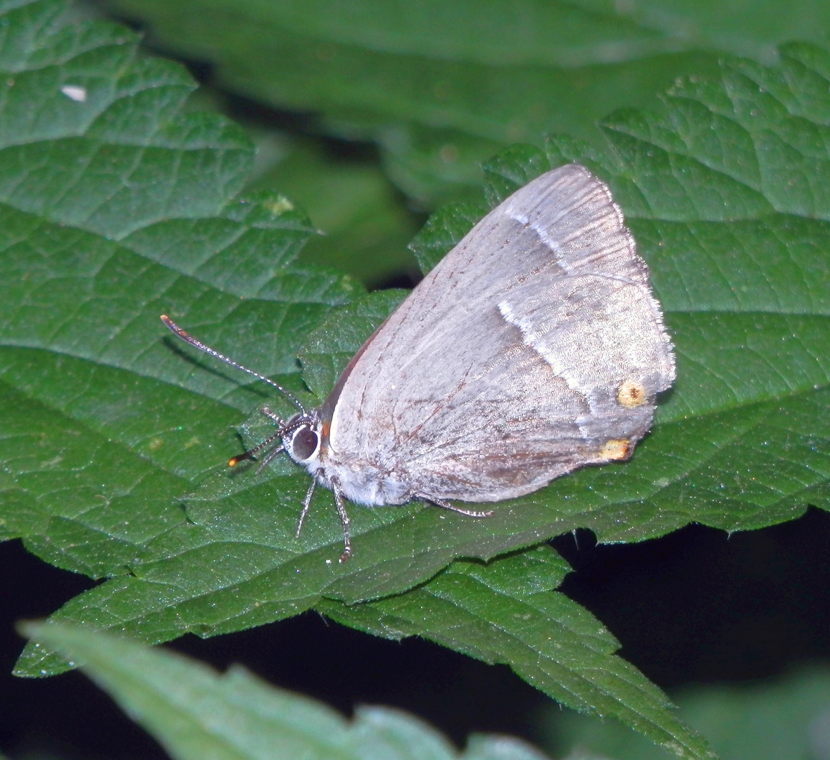 Blauer Eichen-Zipfelfalter (Favonius quercus)