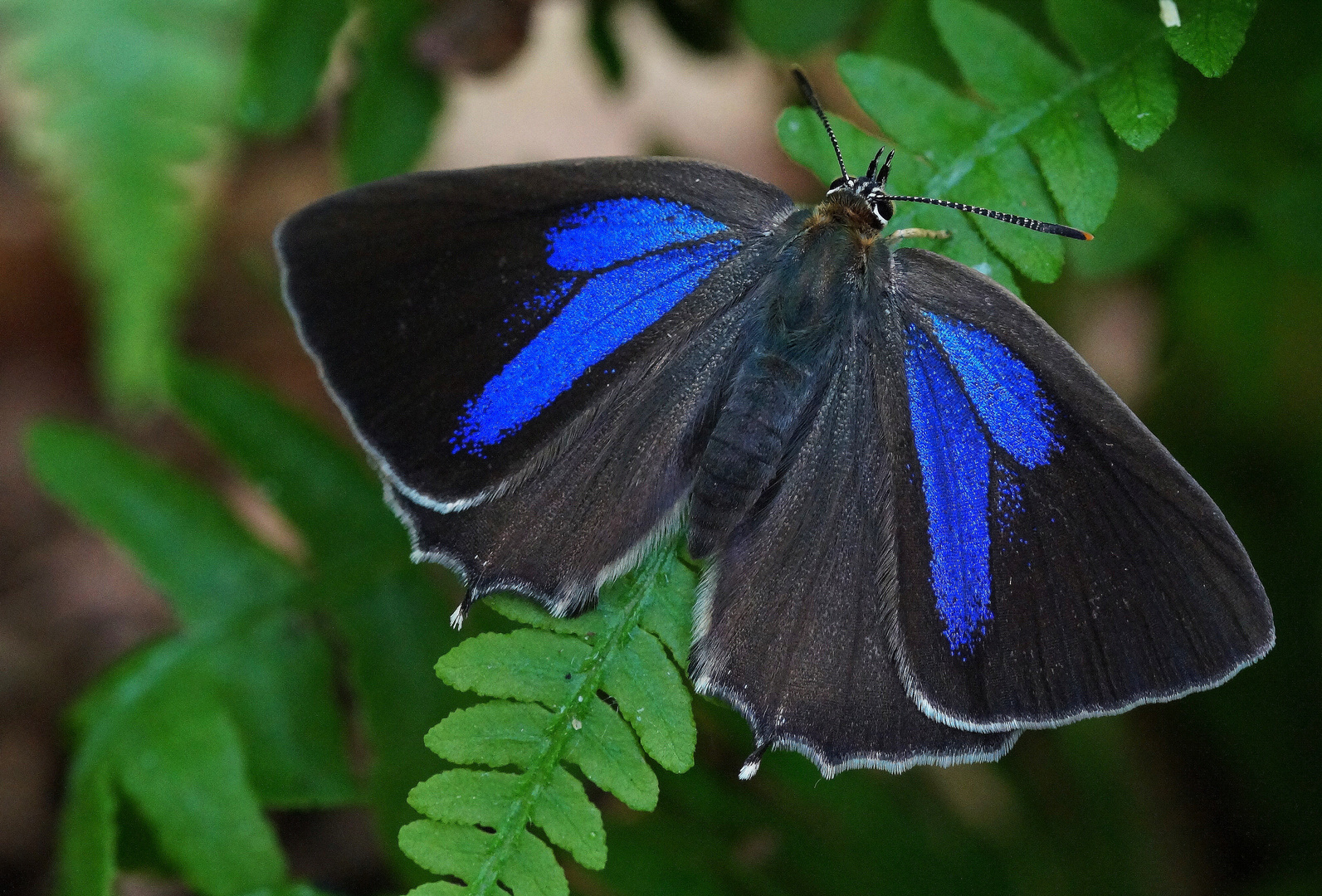  Blauer Eichen-Zipfelfalter (Favonius quercus)