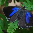  Blauer Eichen-Zipfelfalter (Favonius quercus)