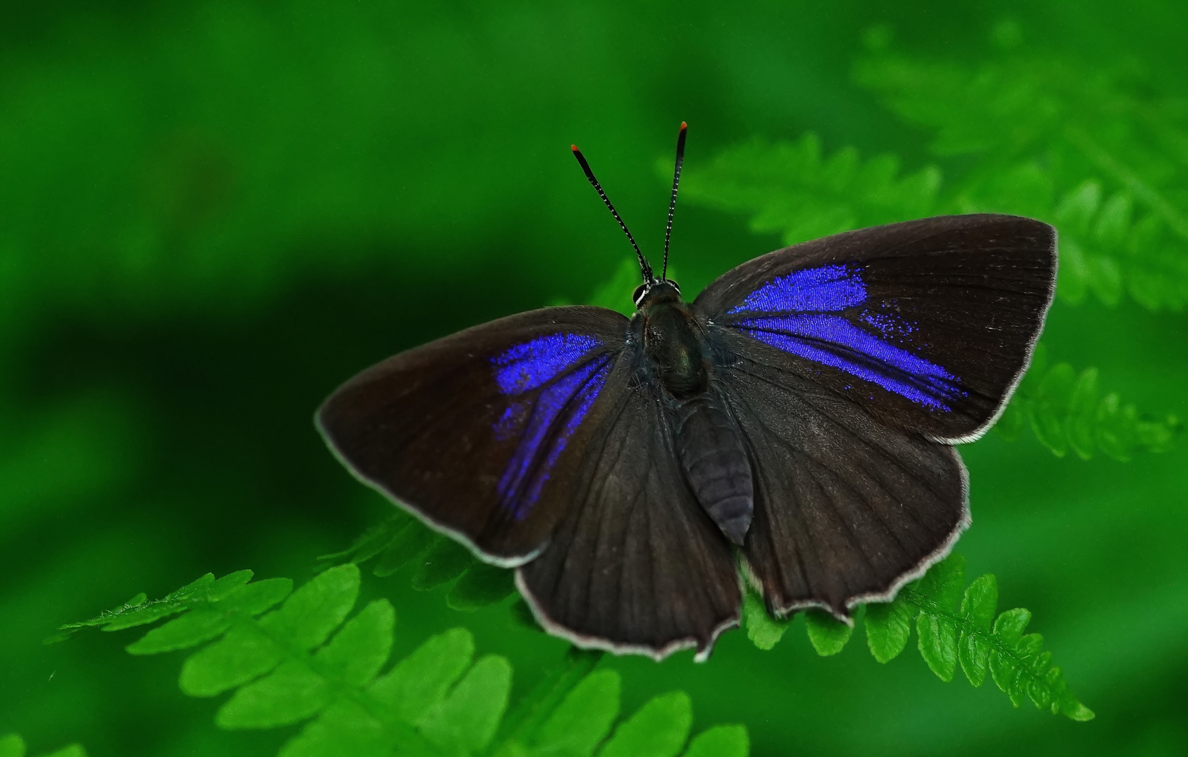 Blauer Eichen-Zipfelfalter (Favonius quercus)