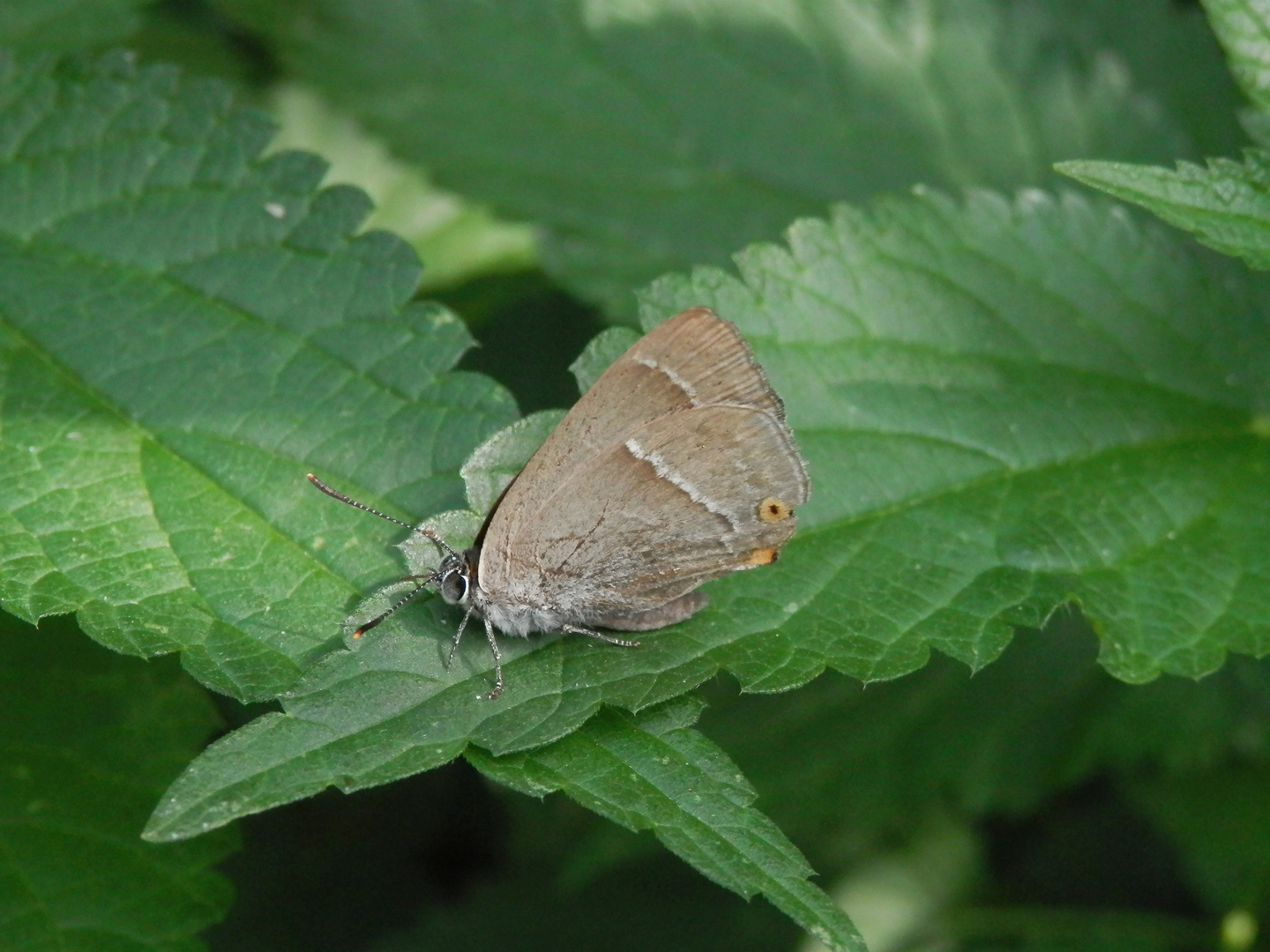 Blauer Eichen-Zipfelfalter (Favonius quercus)