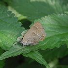 Blauer Eichen-Zipfelfalter (Favonius quercus)