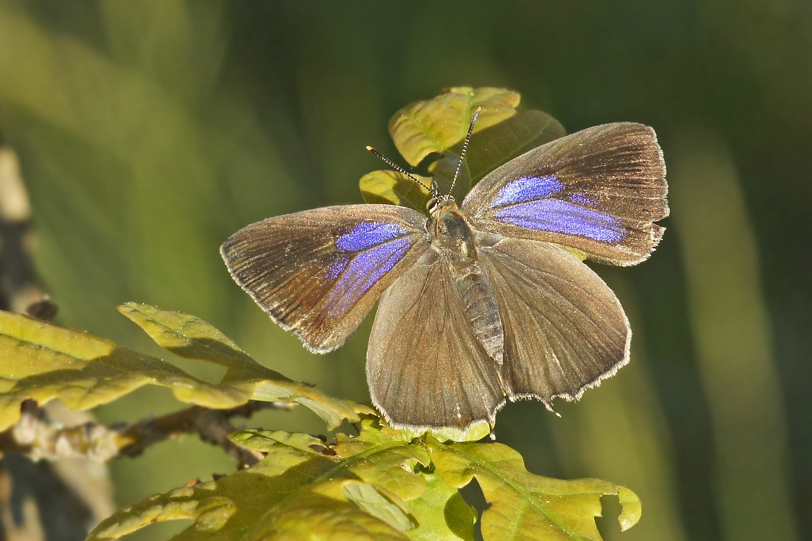 Blauer Eichen-Zipfelfalter (Neozephyrus quercus), Weibchen