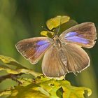 Blauer Eichen-Zipfelfalter (Neozephyrus quercus), Weibchen