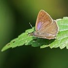 Blauer Eichen-Zipfelfalter (Neozephyrus quercus), Weibchen