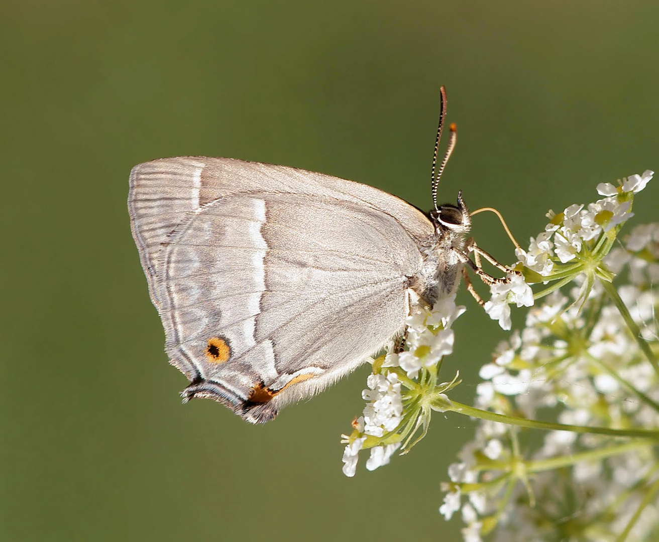 Blauer Eichenzipfelfalter - 2 -