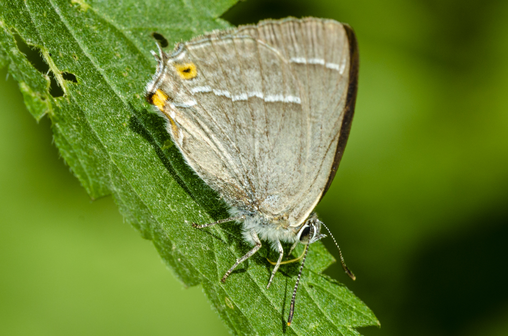 Blauer Eichenzipfelfalter 2 (Ne0zephyrus quercus)