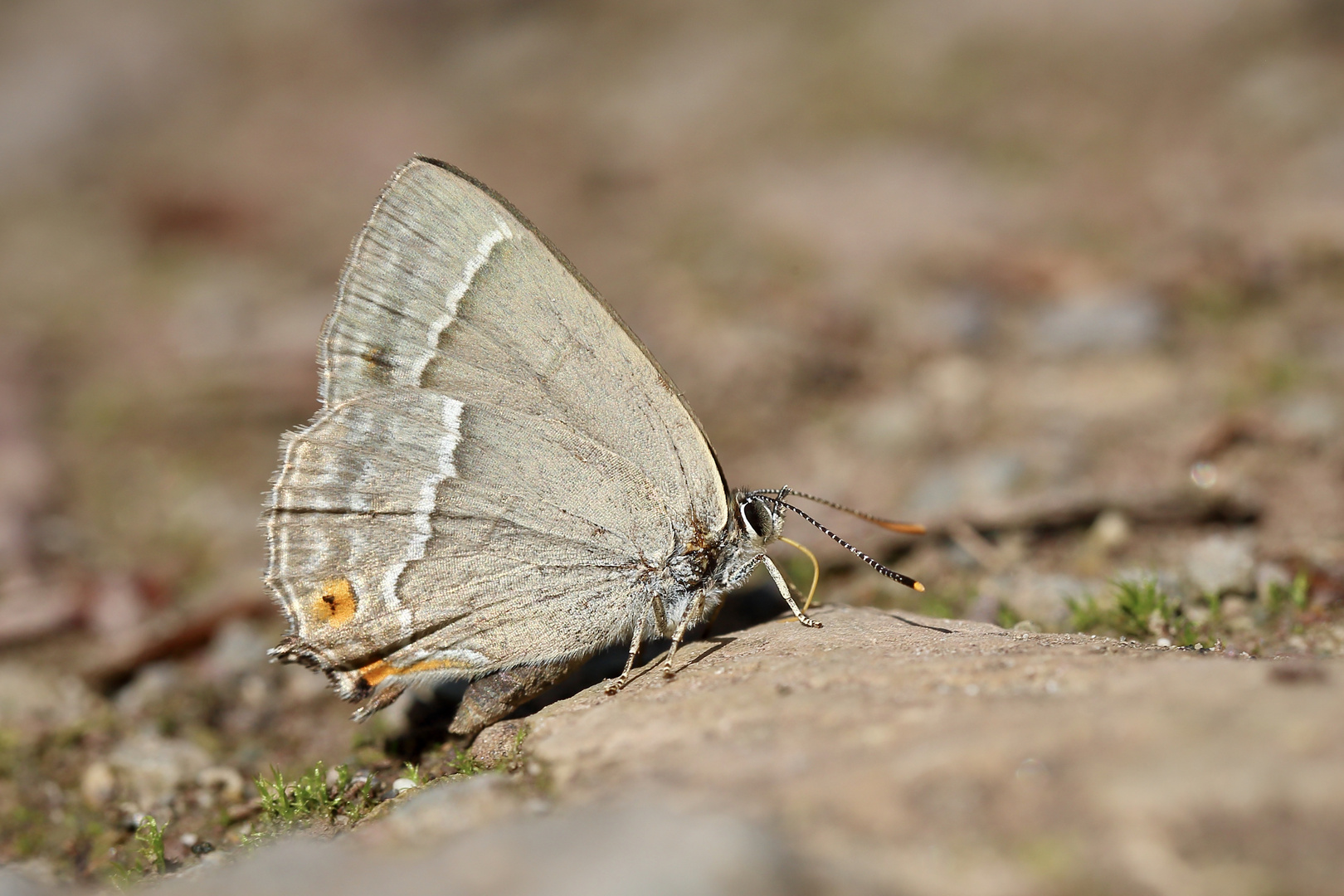 Blauer Eichenzipfelfalter