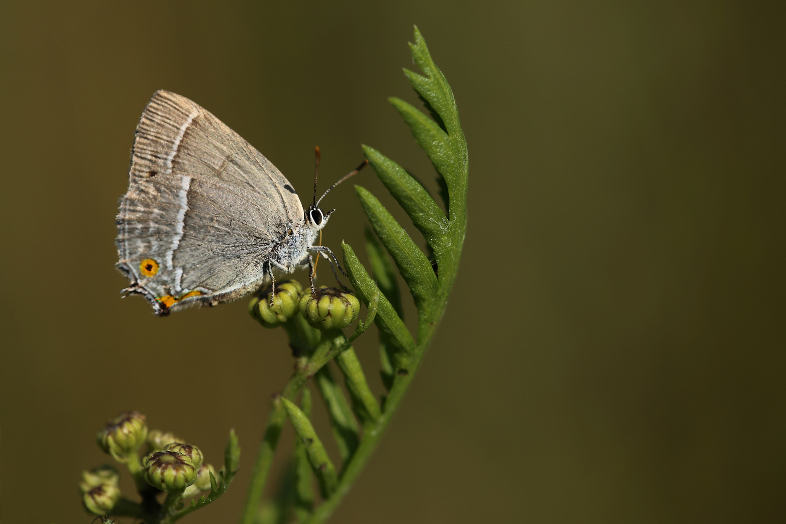 Blauer Eichenzipfelfalter