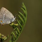 Blauer Eichenzipfelfalter