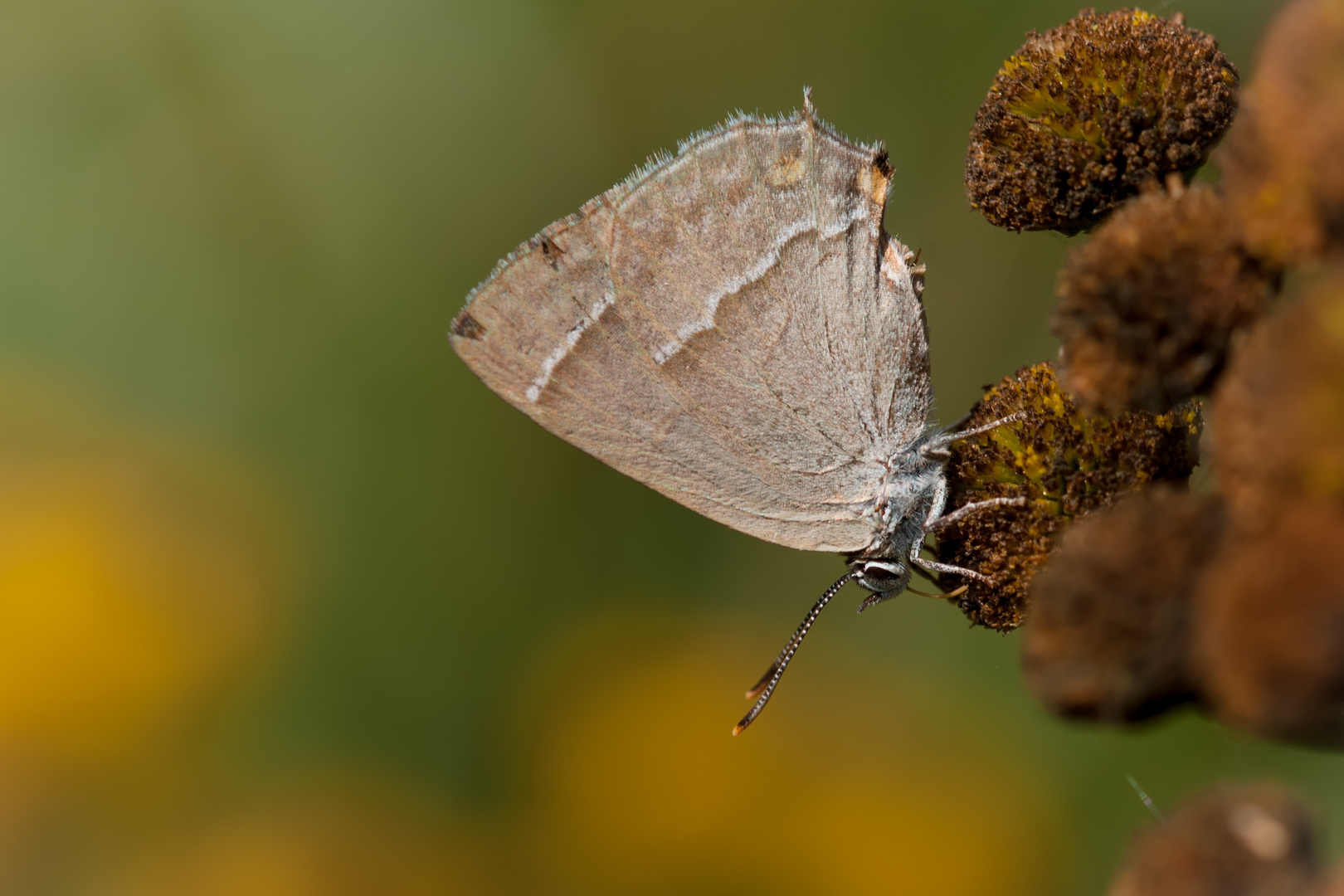 blauer eichenzipfelfalter