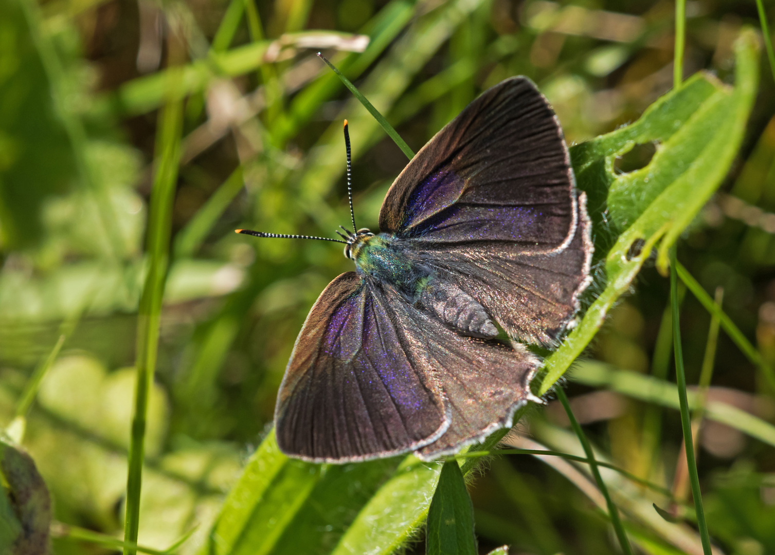 Blauer Eichenzipfelfalter