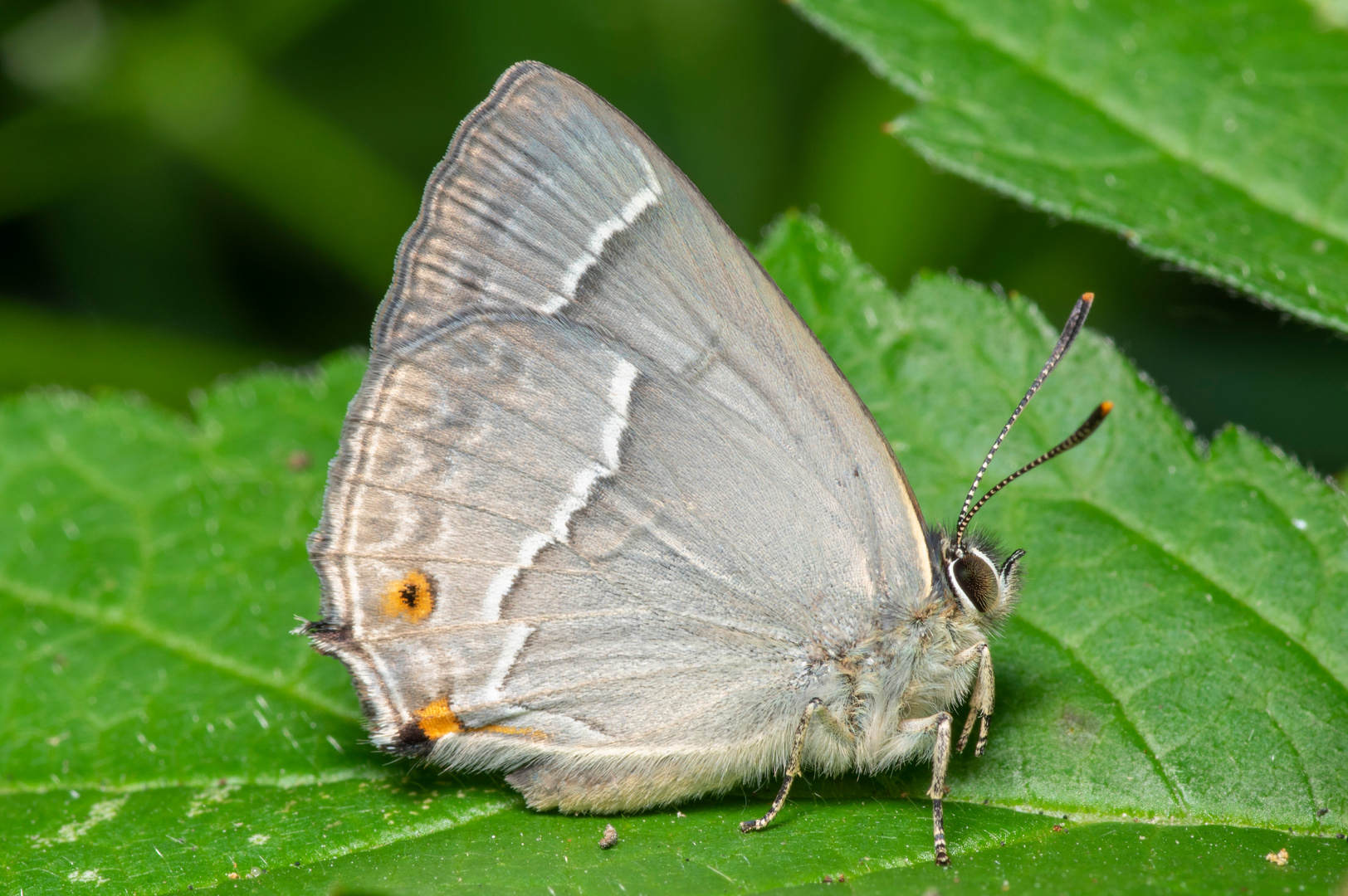 Blauer Eichenzipfelfalter