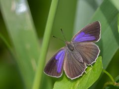 Blauer Eichenzipfelfalter