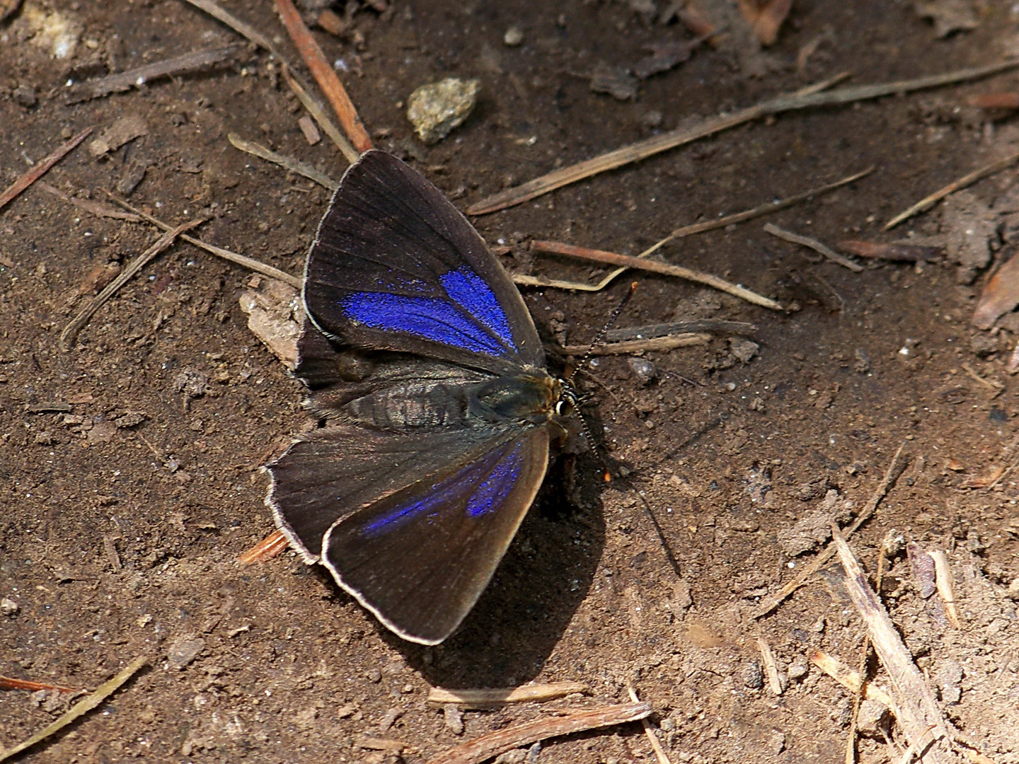 blauer Eichenzipfelfalter