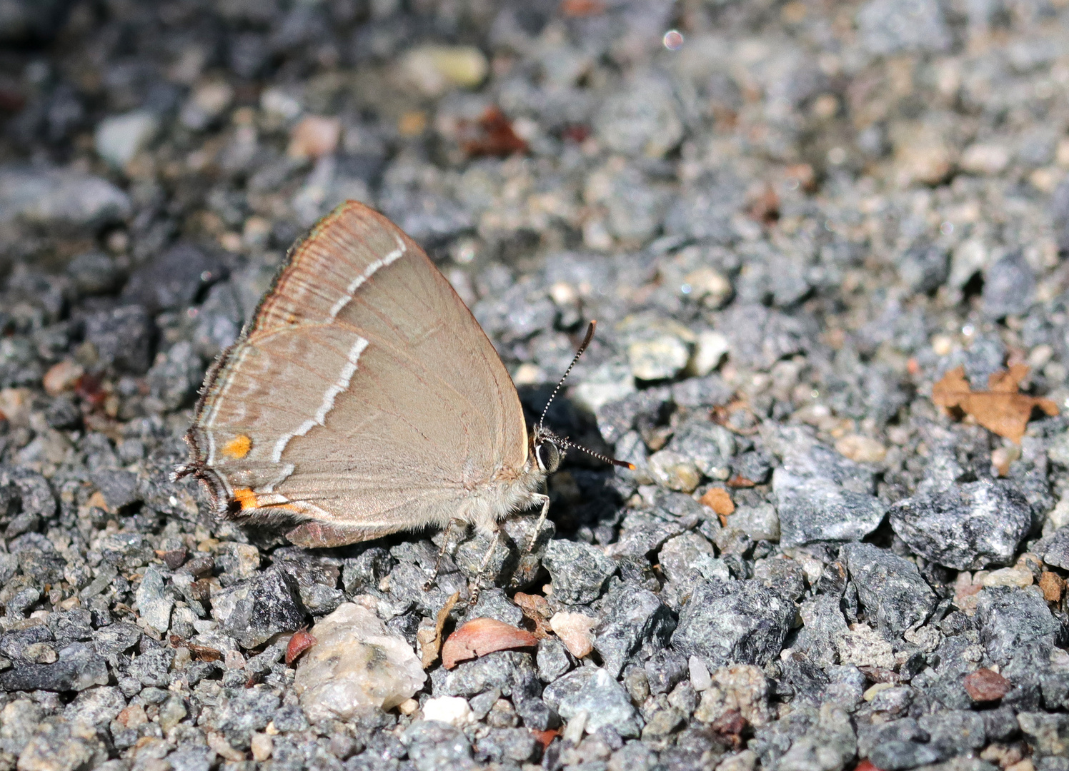 Blauer Eichenzipfelfalter