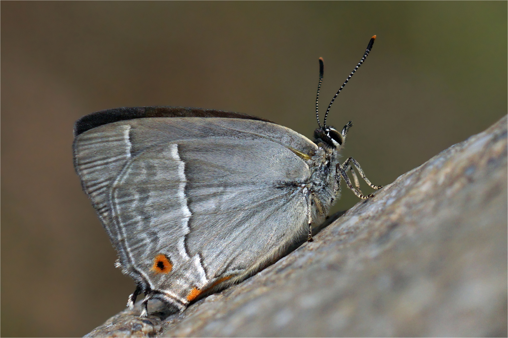 Blauer Eichenzipfelfalter 